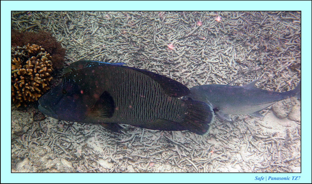2011 - 08 - Borneo - Sipadan 115